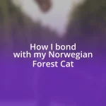 How I bond with my Norwegian Forest Cat