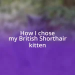 How I chose my British Shorthair kitten