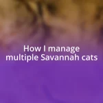 How I manage multiple Savannah cats