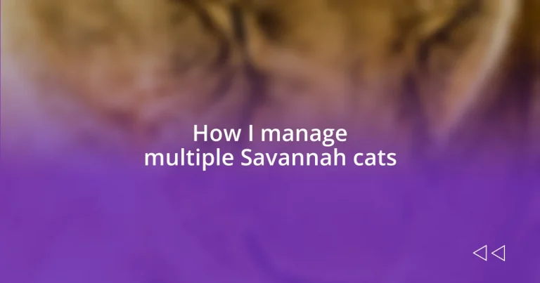 How I manage multiple Savannah cats