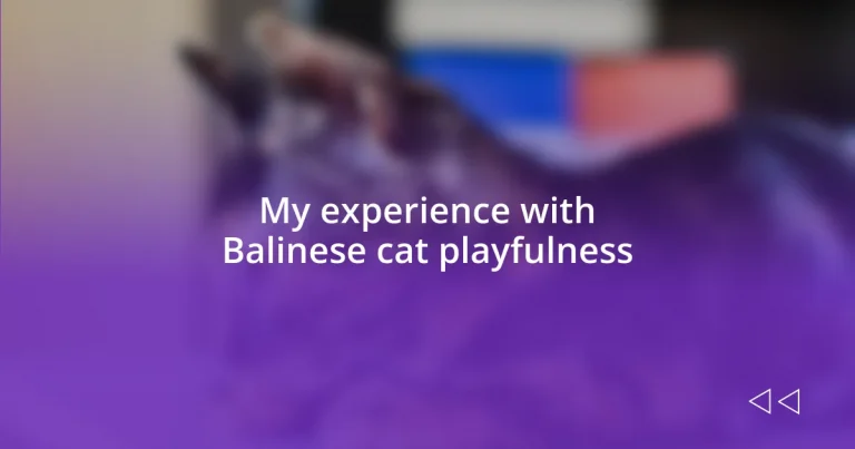 My experience with Balinese cat playfulness