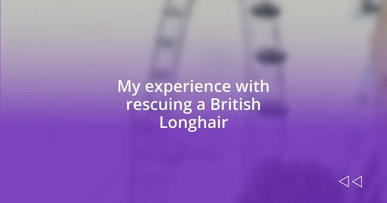 My experience with rescuing a British Longhair