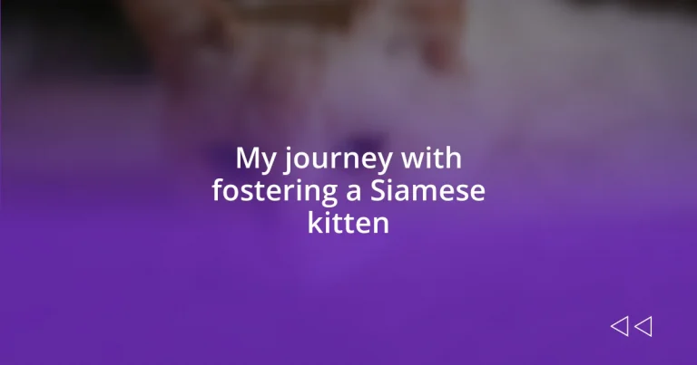 My journey with fostering a Siamese kitten