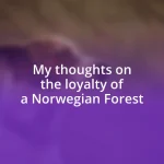 My thoughts on the loyalty of a Norwegian Forest