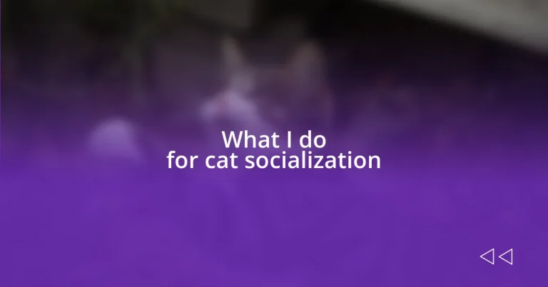 What I do for cat socialization