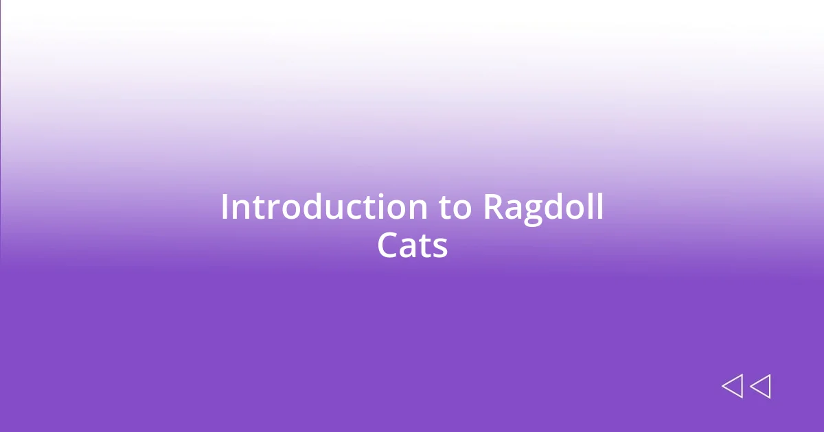 Introduction to Ragdoll Cats