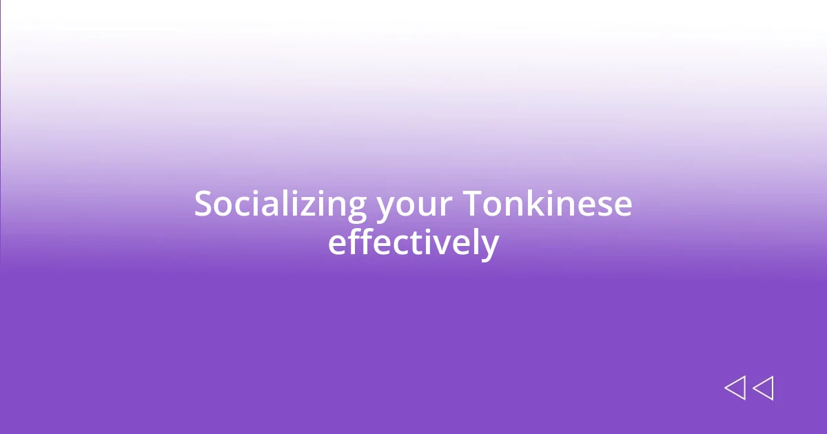 Socializing your Tonkinese effectively