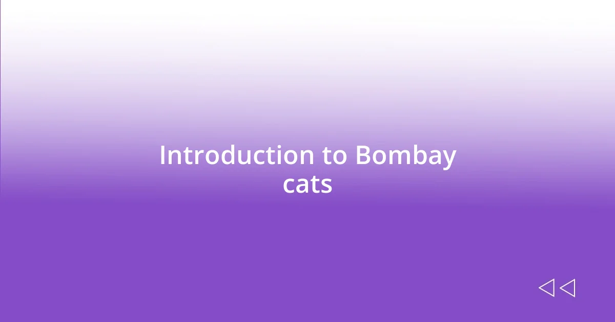 Introduction to Bombay cats