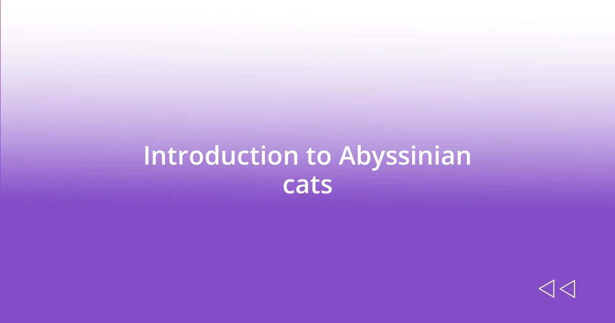 Introduction to Abyssinian cats