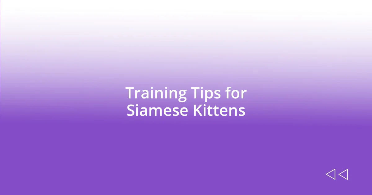 Training Tips for Siamese Kittens